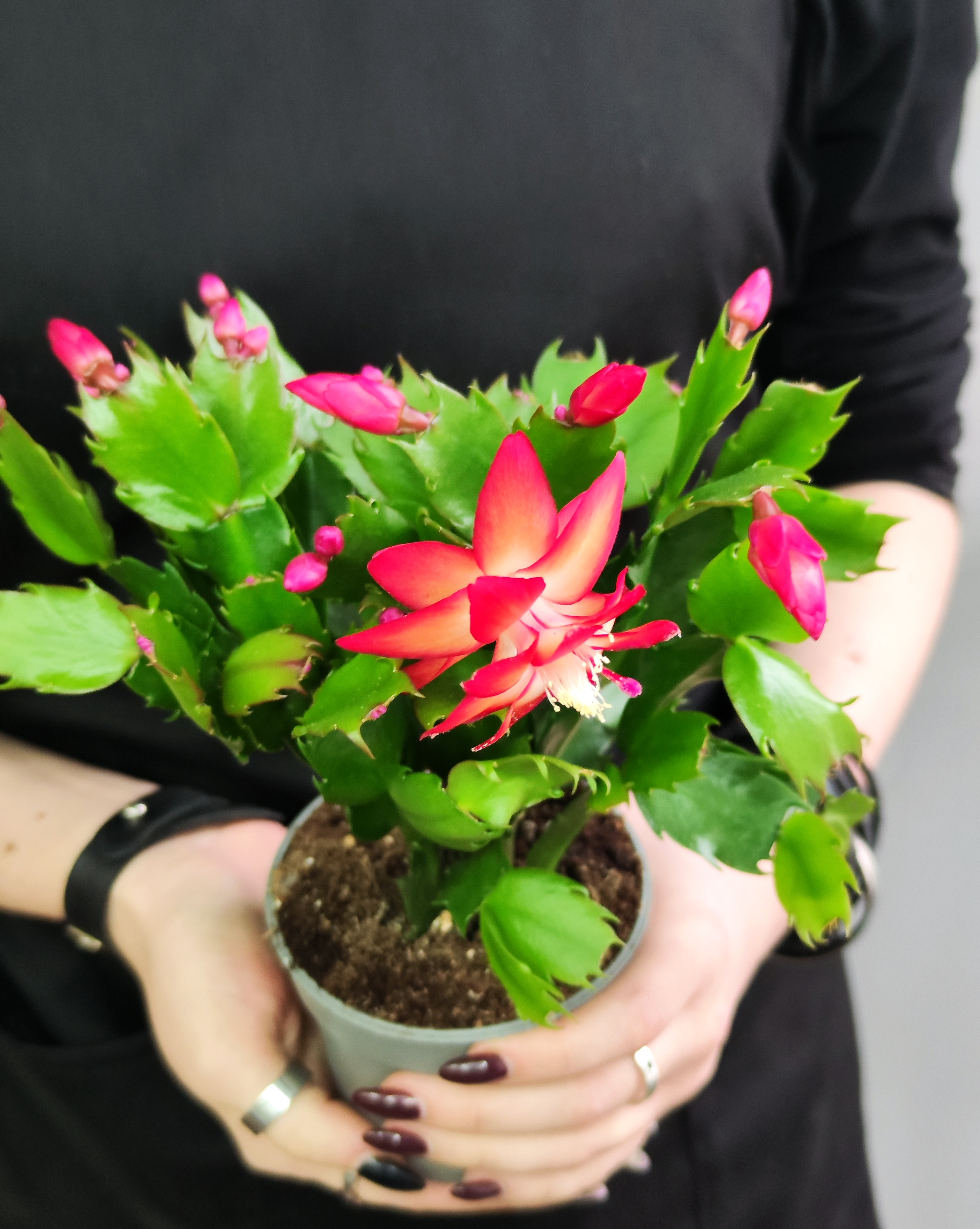 Декабрист Красный, или Шлюмбергера (Schlumbergera Tendenza Red) D9см