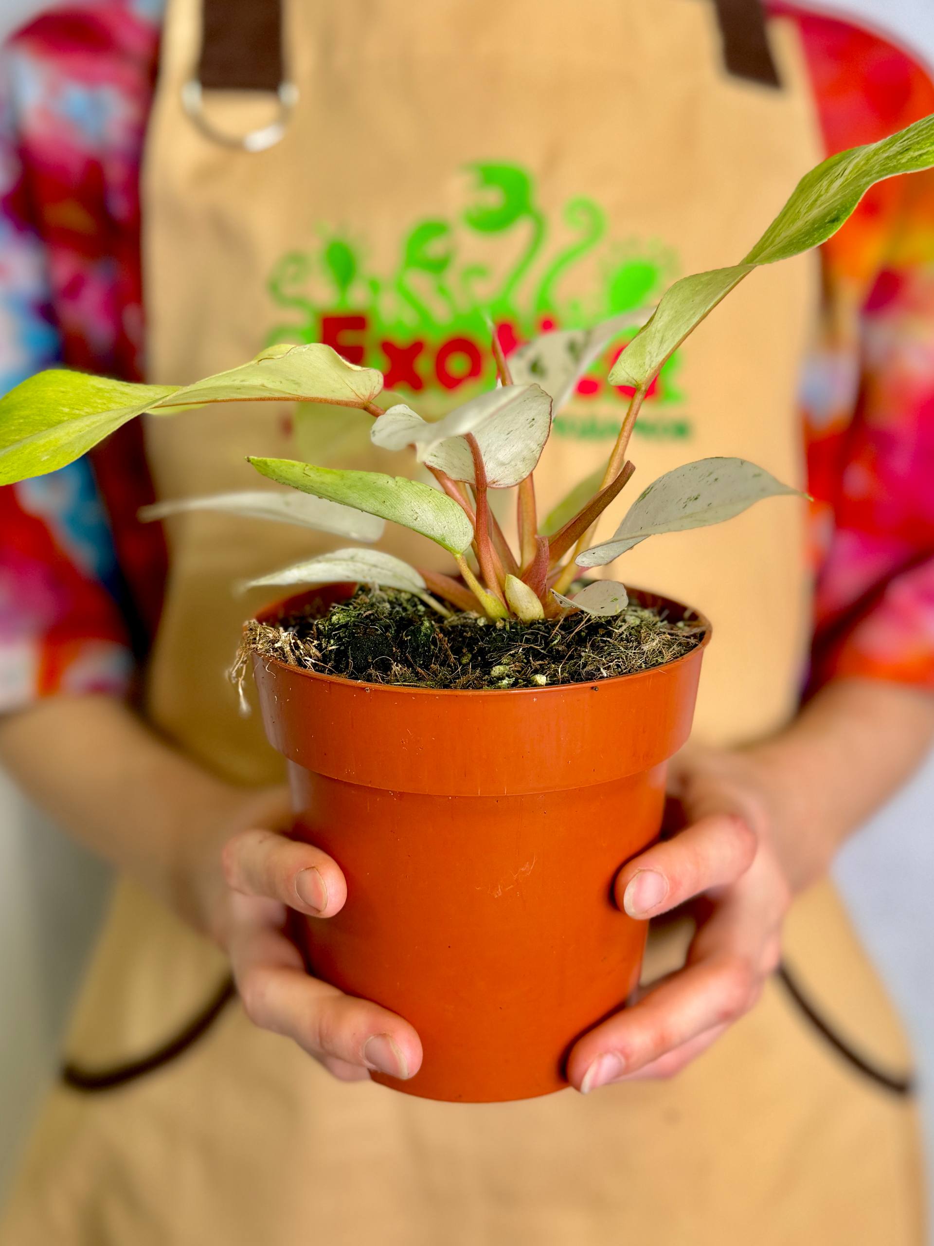 Филодендрон Сноудрифт (Philodendron Snowdrift) D12см