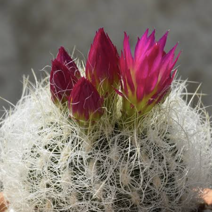 Кактус Неопортерия Сениллис (Neoporteria Senilis) D5см