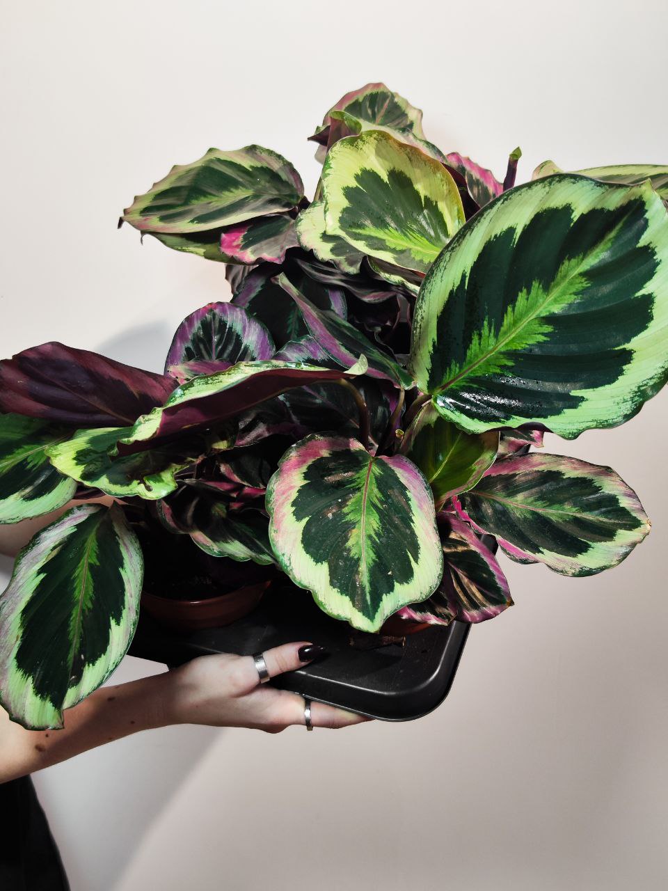 Калатея Синтия (Calathea Roseopicta Cynthia) D12см