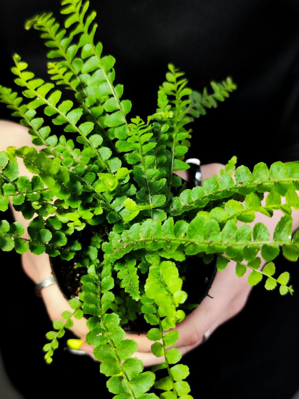 Нефролепис Даффи (Nephrolepis Exaltata Duffy) D8,5см