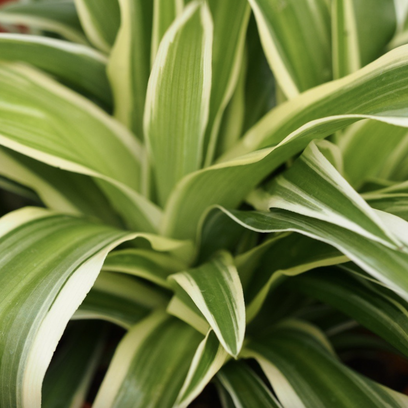 Хлорофитум Океан (Chlorophytum Ocean) D7см