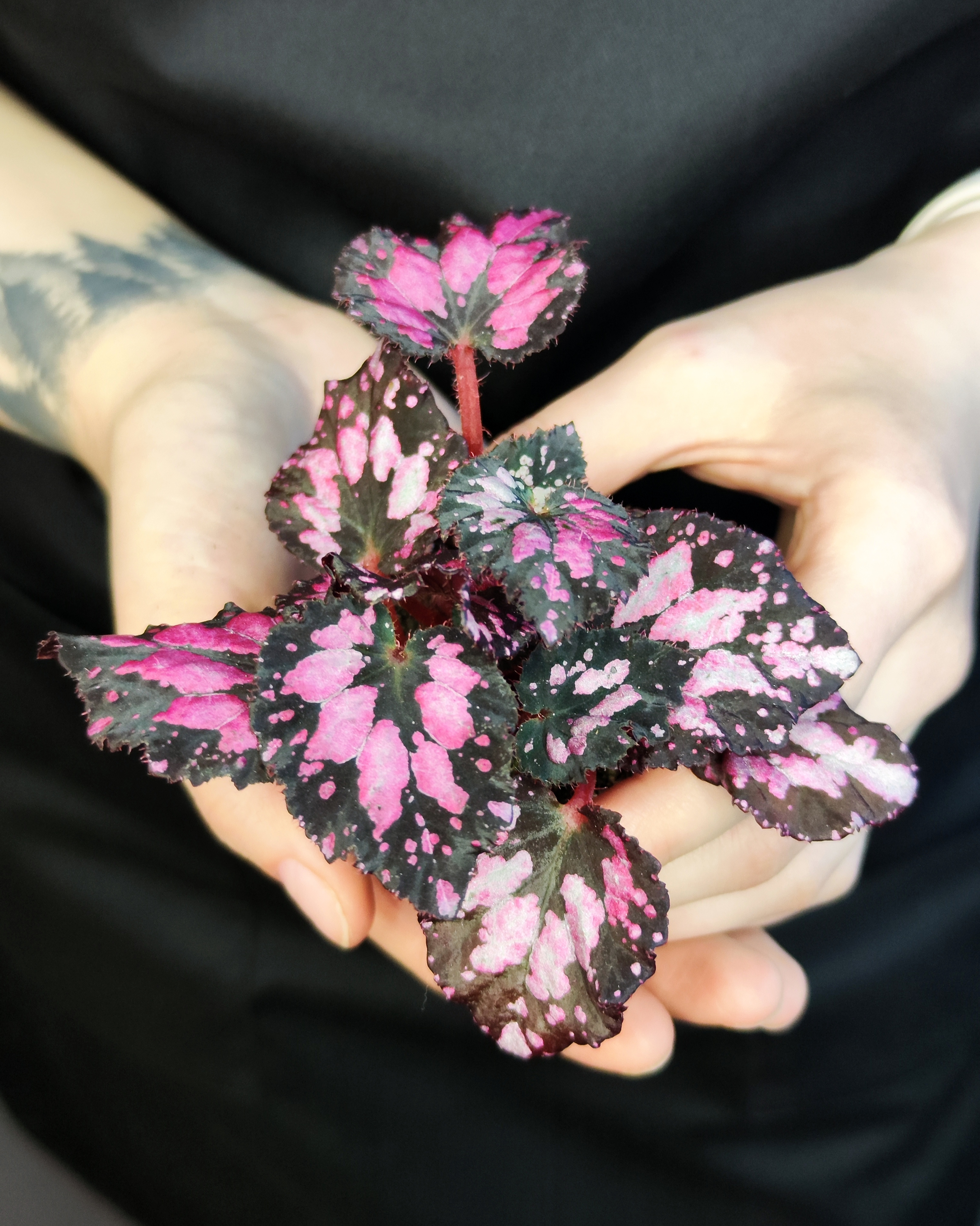 Бегония Пинкпоп (Begonia Pink Pop) D6см