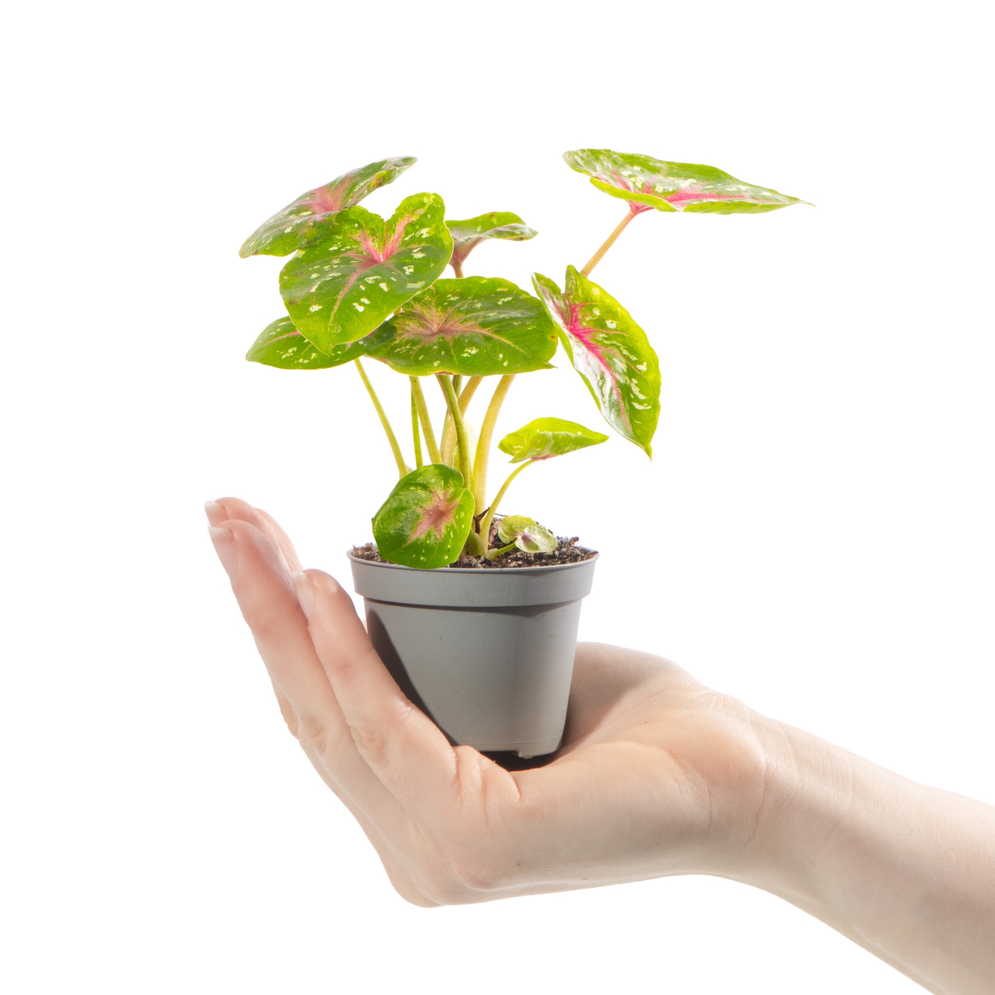 Каладиум Кейси (Caladium Casey) D6см