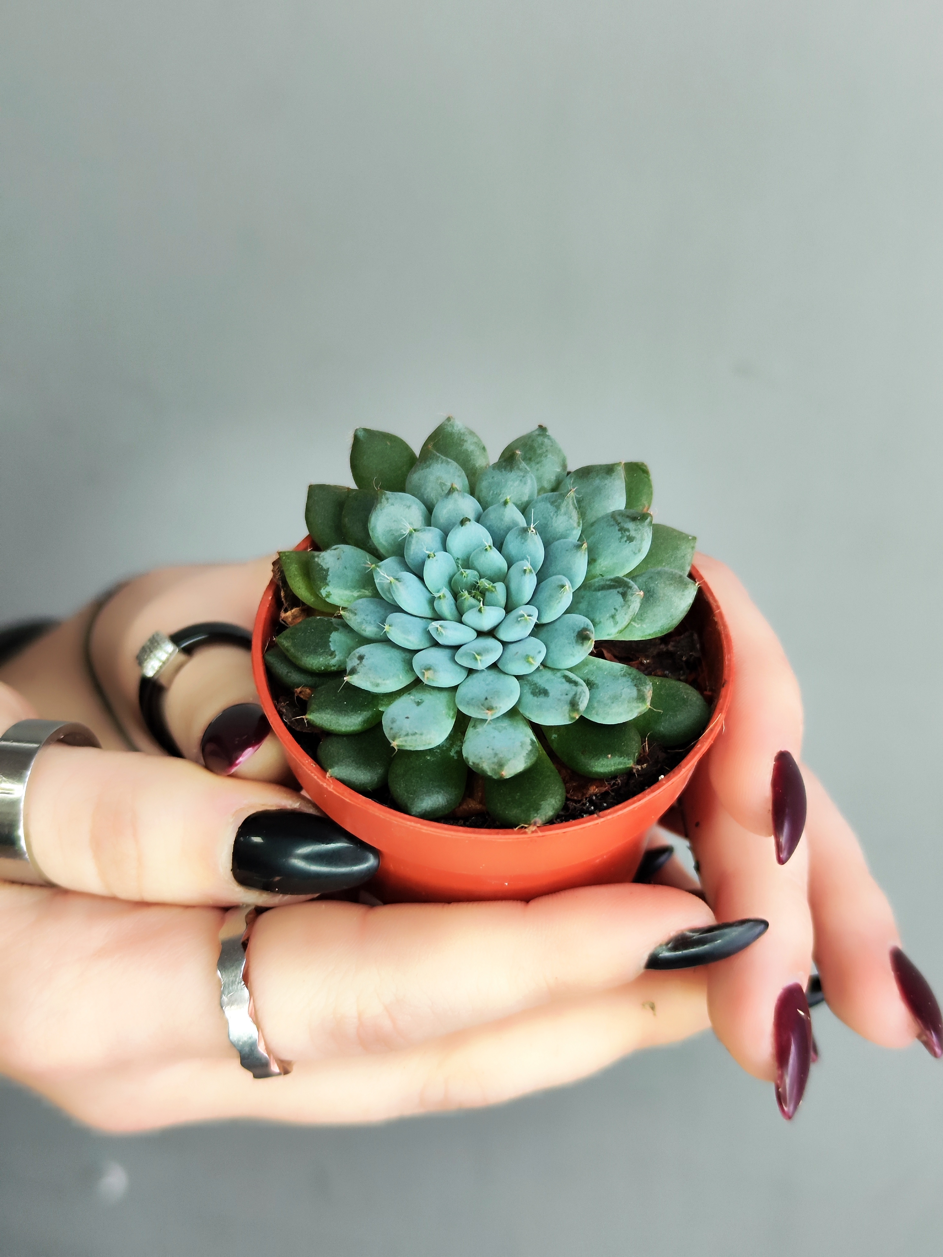 Эхеверия Сетоза Деминута (Echeveria Setosa Deminuta) D5см