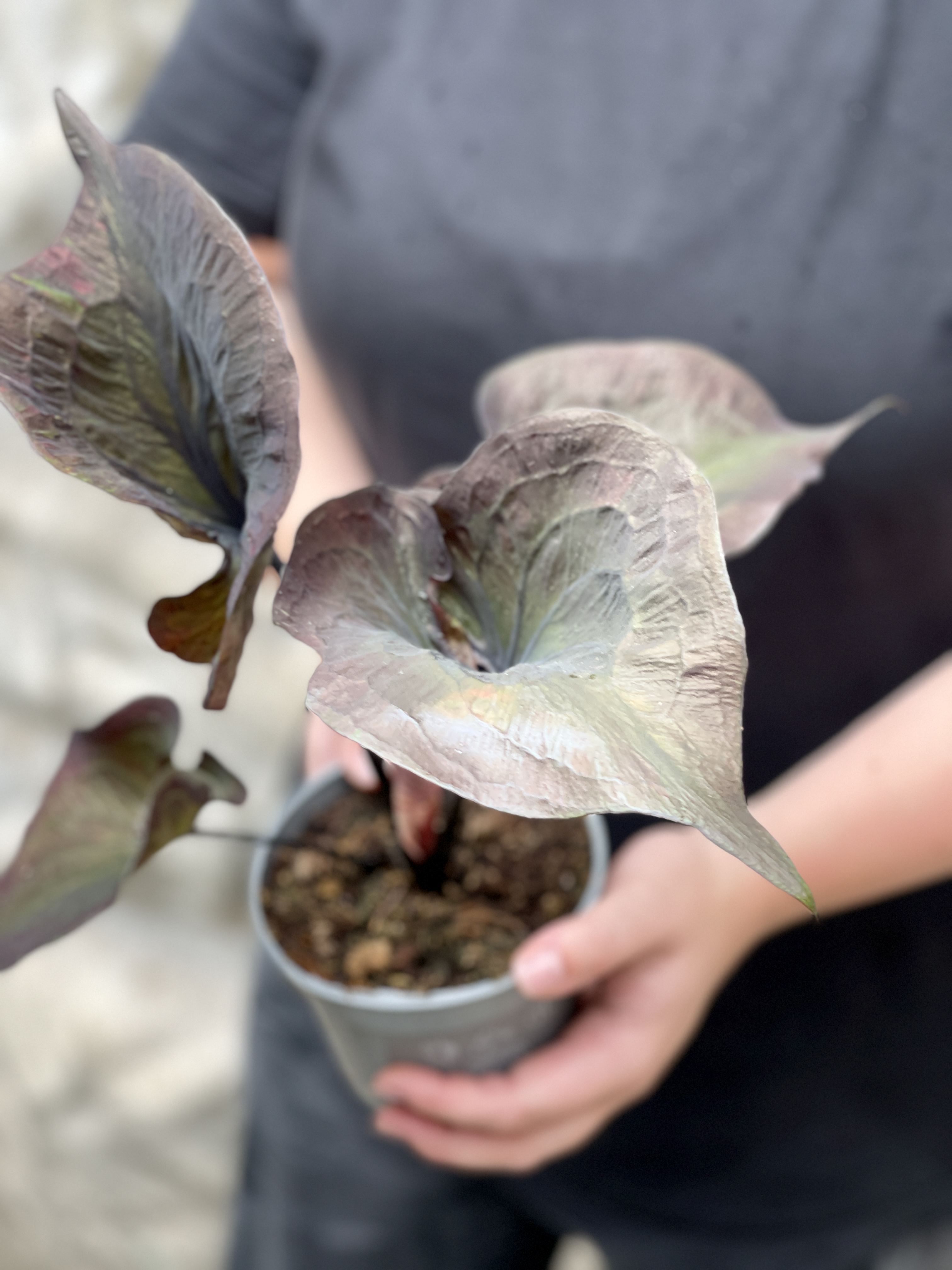 Каладиум Блэк Гибрид (Caladium Black Hibrid) D12см