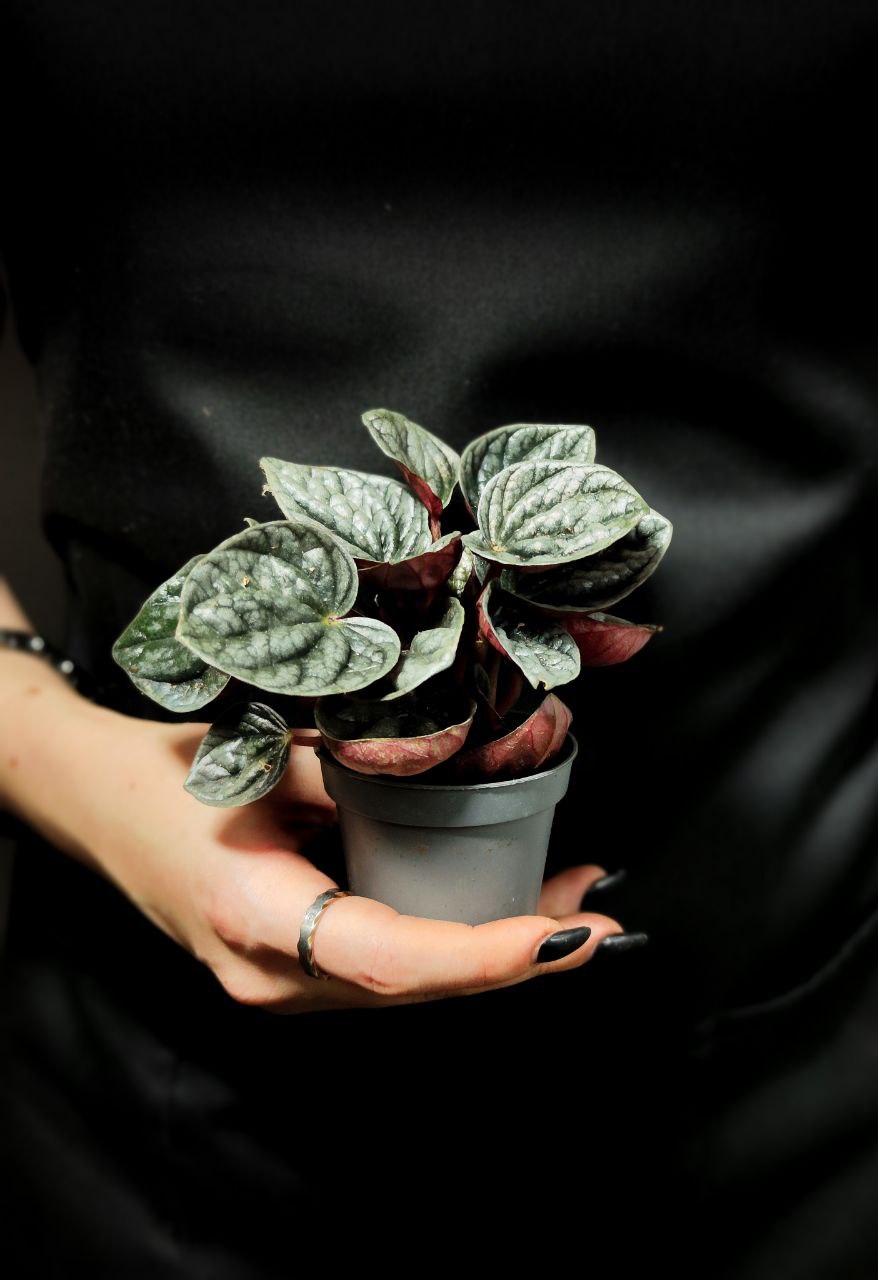 Пеперомия Каперата Каракас (Peperomia Caracas) D5см
