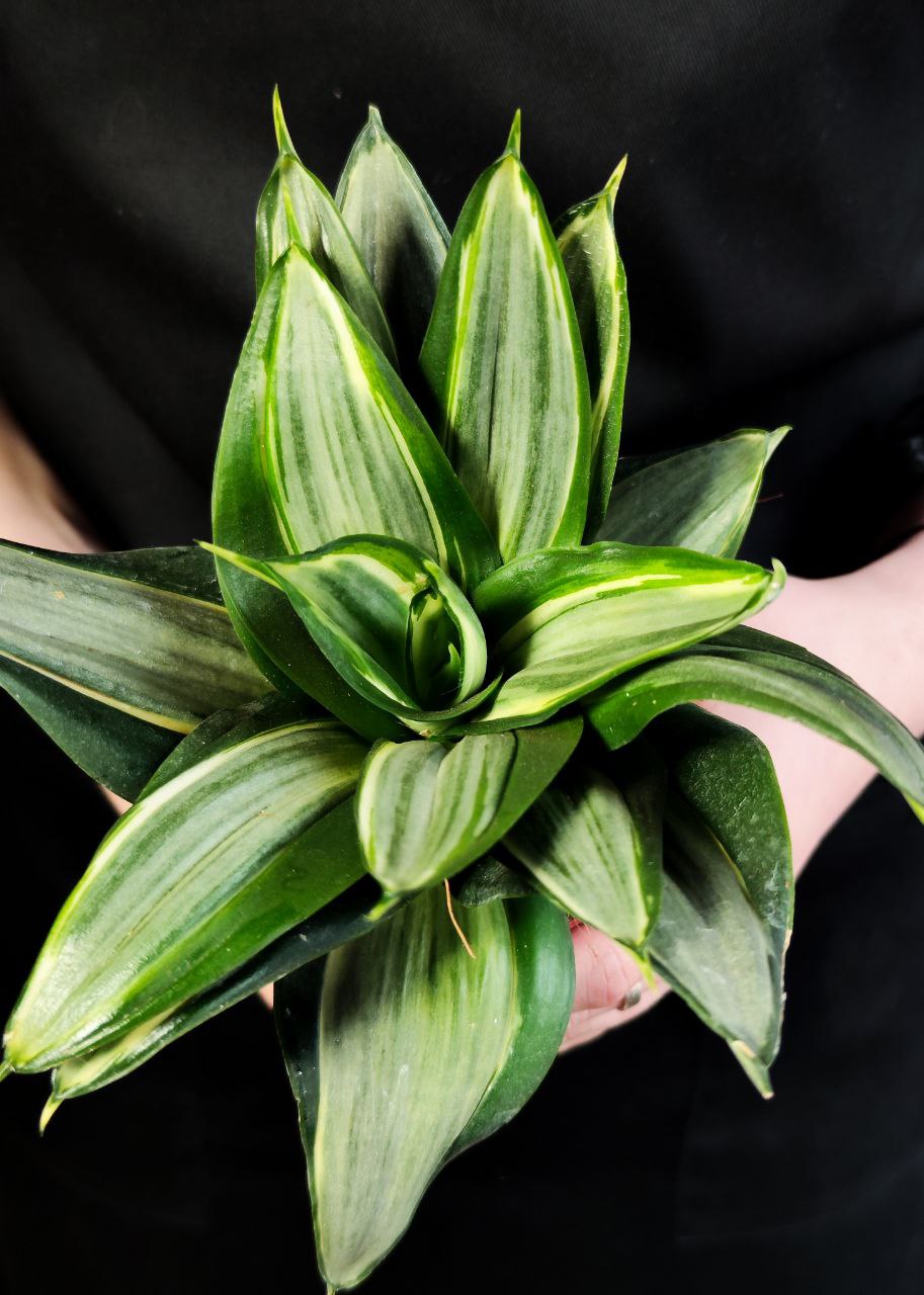 Сансевиерия Даймонд Ханни (Sansevieria Diamond Hahnii) D9см