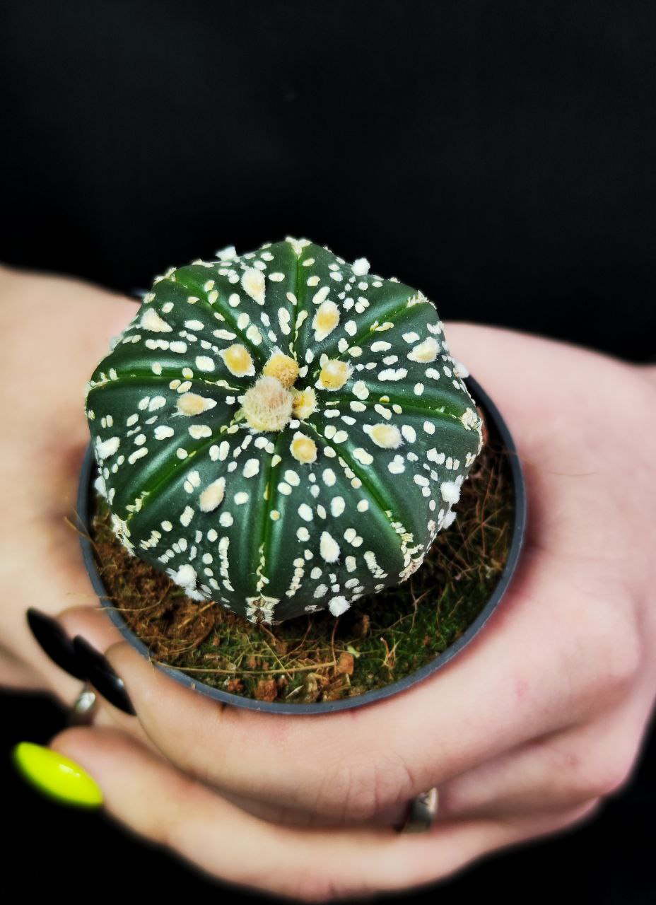 Астрофитум Супер Кабуто (Astrophytum Super Kabuto) D5см
