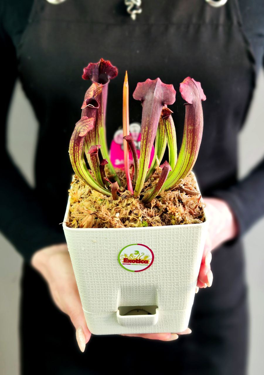 Саррацения Томас (Sarracenia Thomas) пересаженная D12см