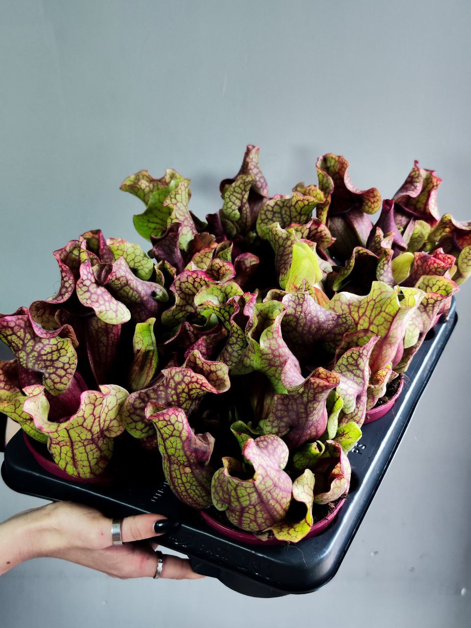 Саррацения Веноза Красная (Sarracenia Venosa Red) D12см