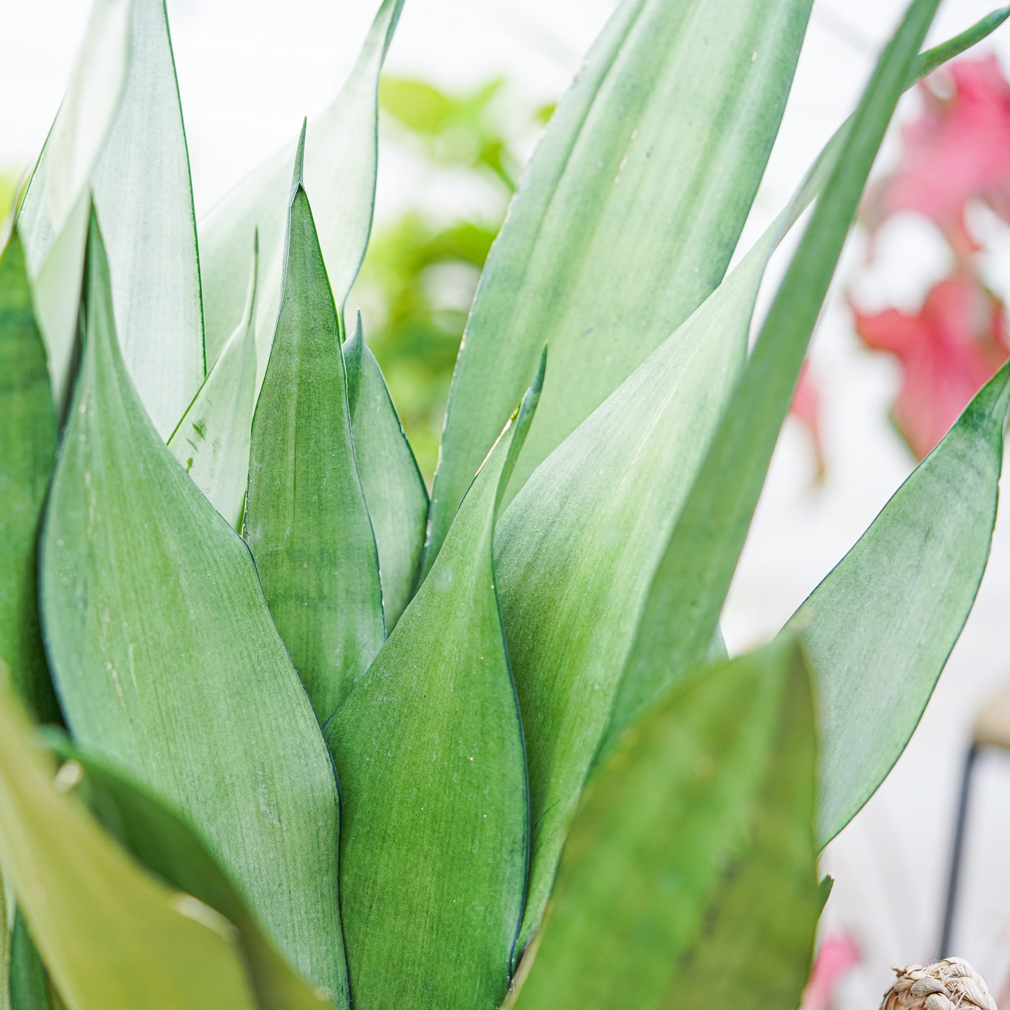 Сансевиерия Муншайн (Sansevieria Moonshine) D9см