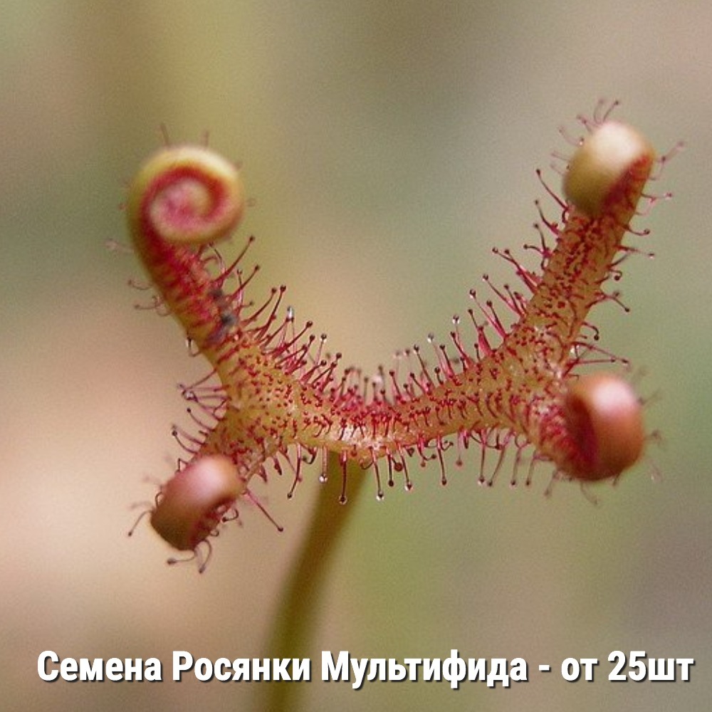 Семена Росянки Бината Мультифида (Drosera binata var. multifida Extrema) от 25шт