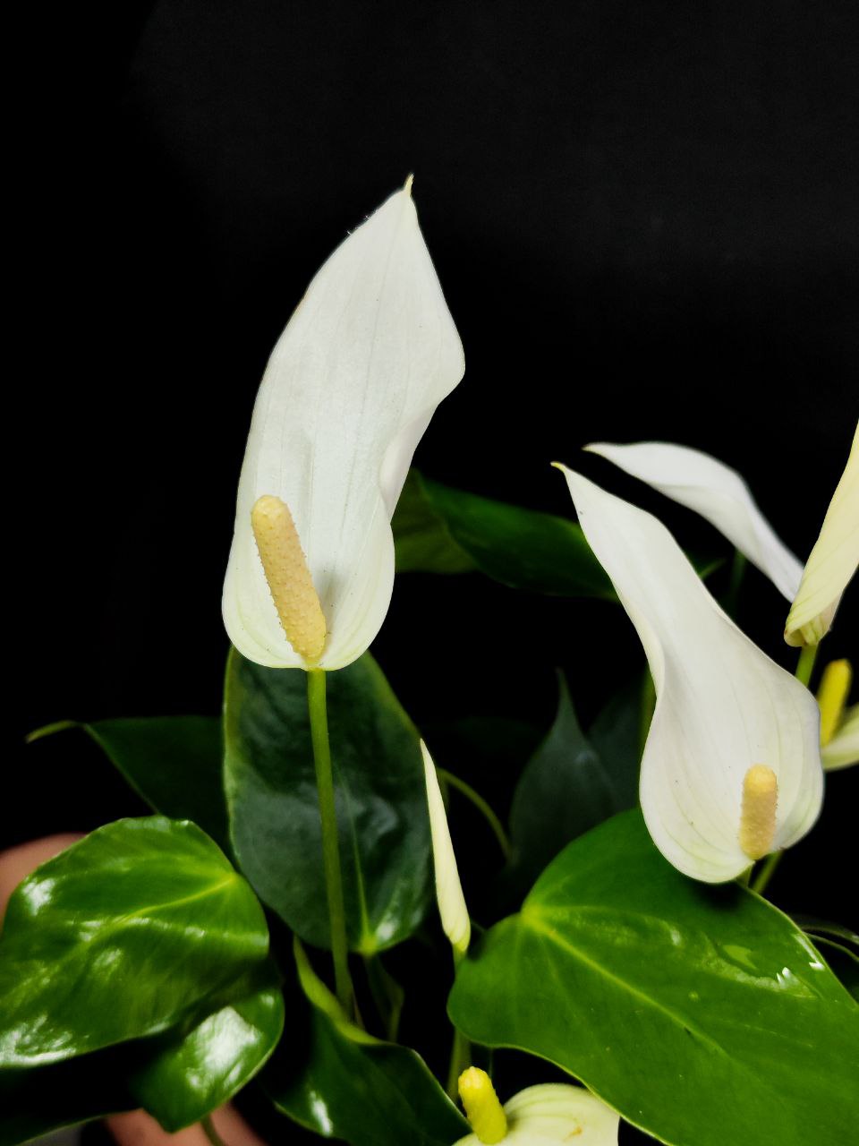 Антуриум Лилли Вайт (Anthurium An Lilli White) D9см
