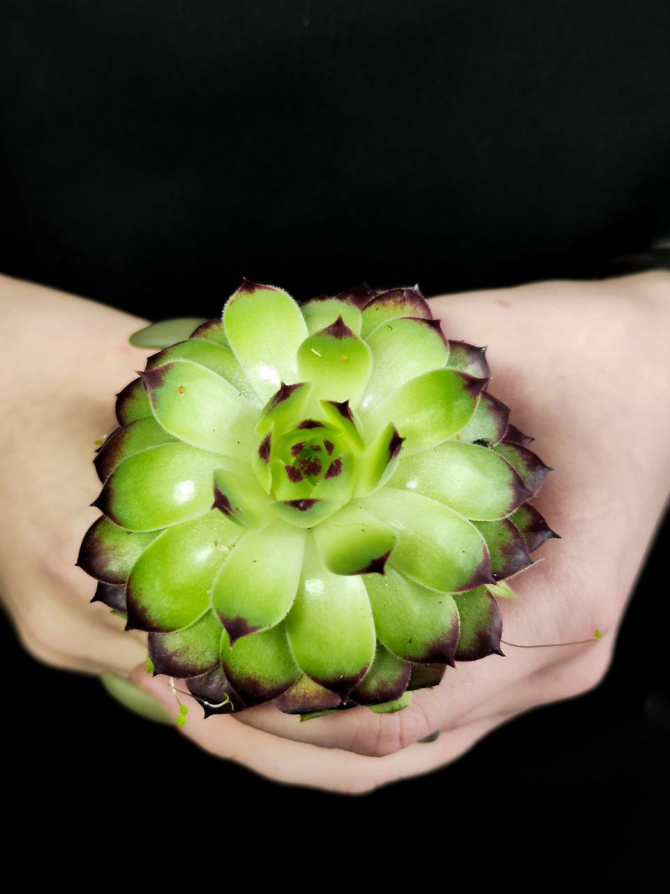 Молодило Кровельное (Sempervivum Tectorum) D5см