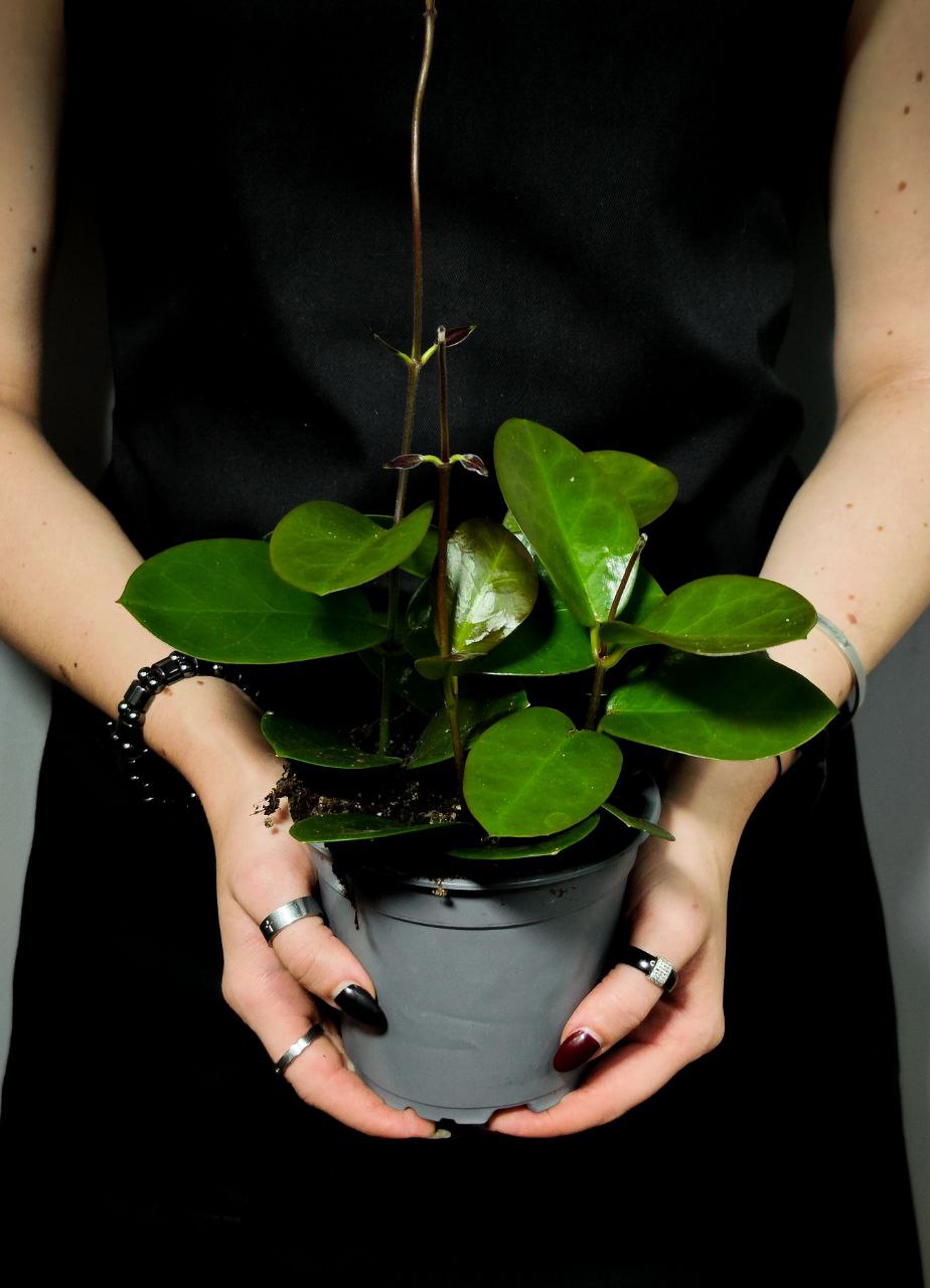 Хойя Южная Австралис (Hoya Carnosa Australis) D12см