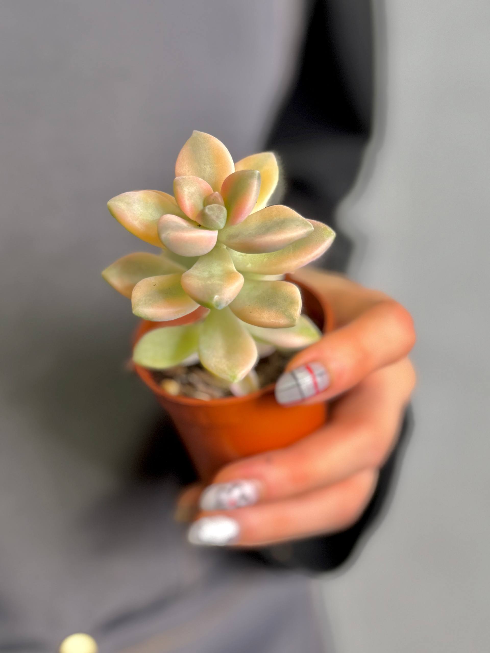 Граптоверия Титубанс Вариегата (Graptoveria Titubans Variegata) D5см
