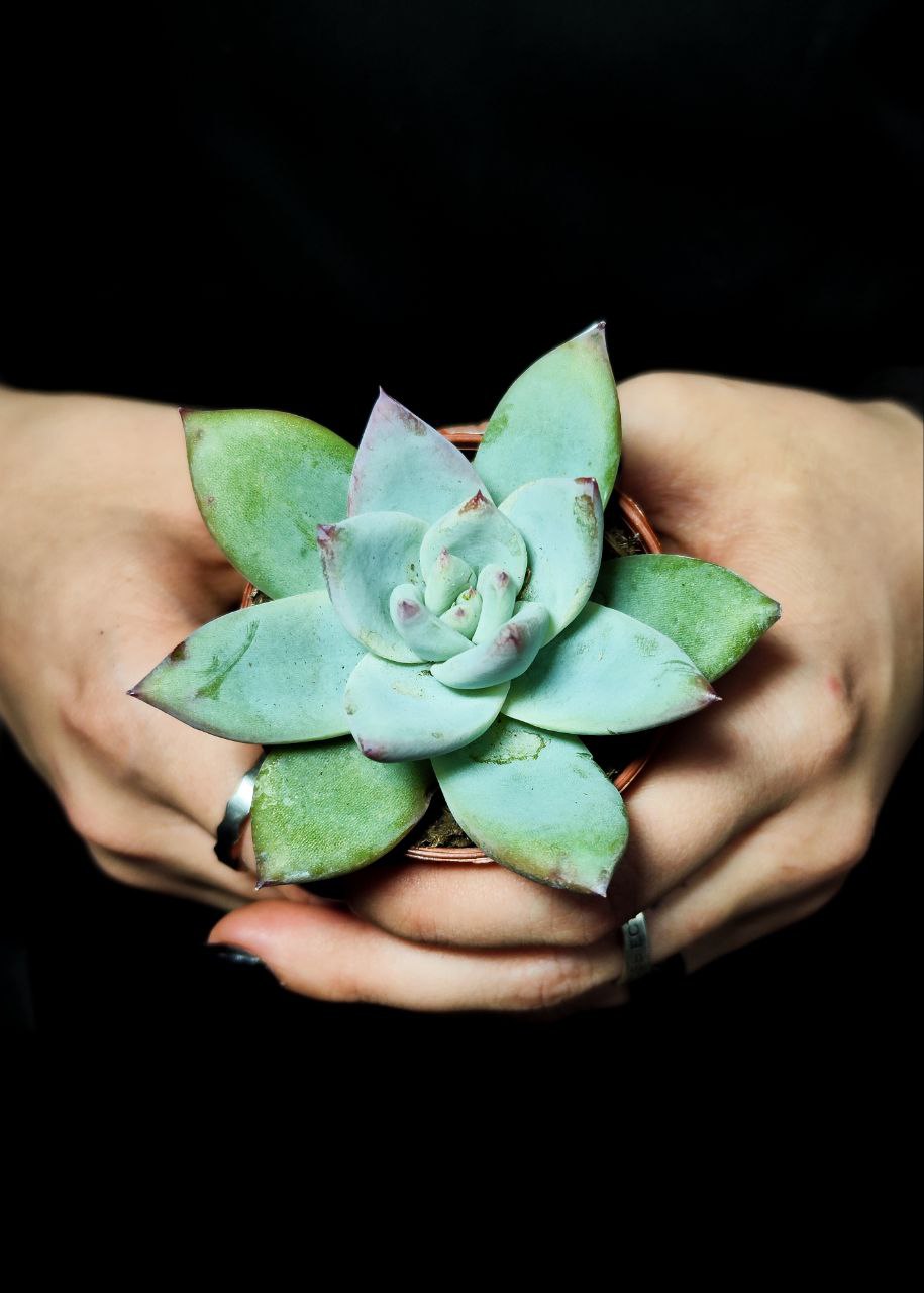 Эхеверия Колората Айс (Echeveria Colorata Ice) D5см
