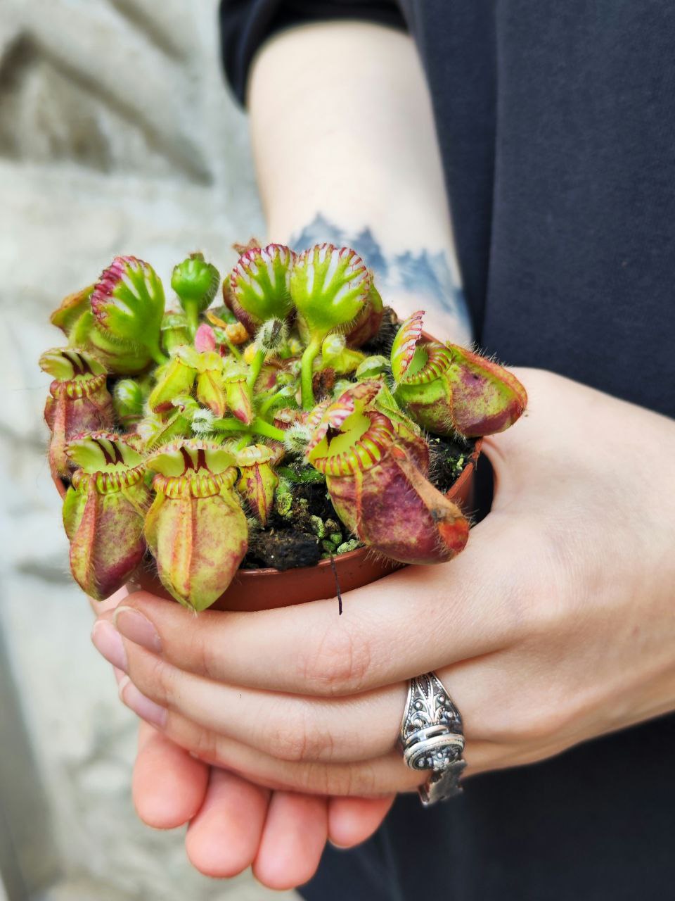 Цефалотус Мешочковидный (Cephalotus Follicularis) D9см