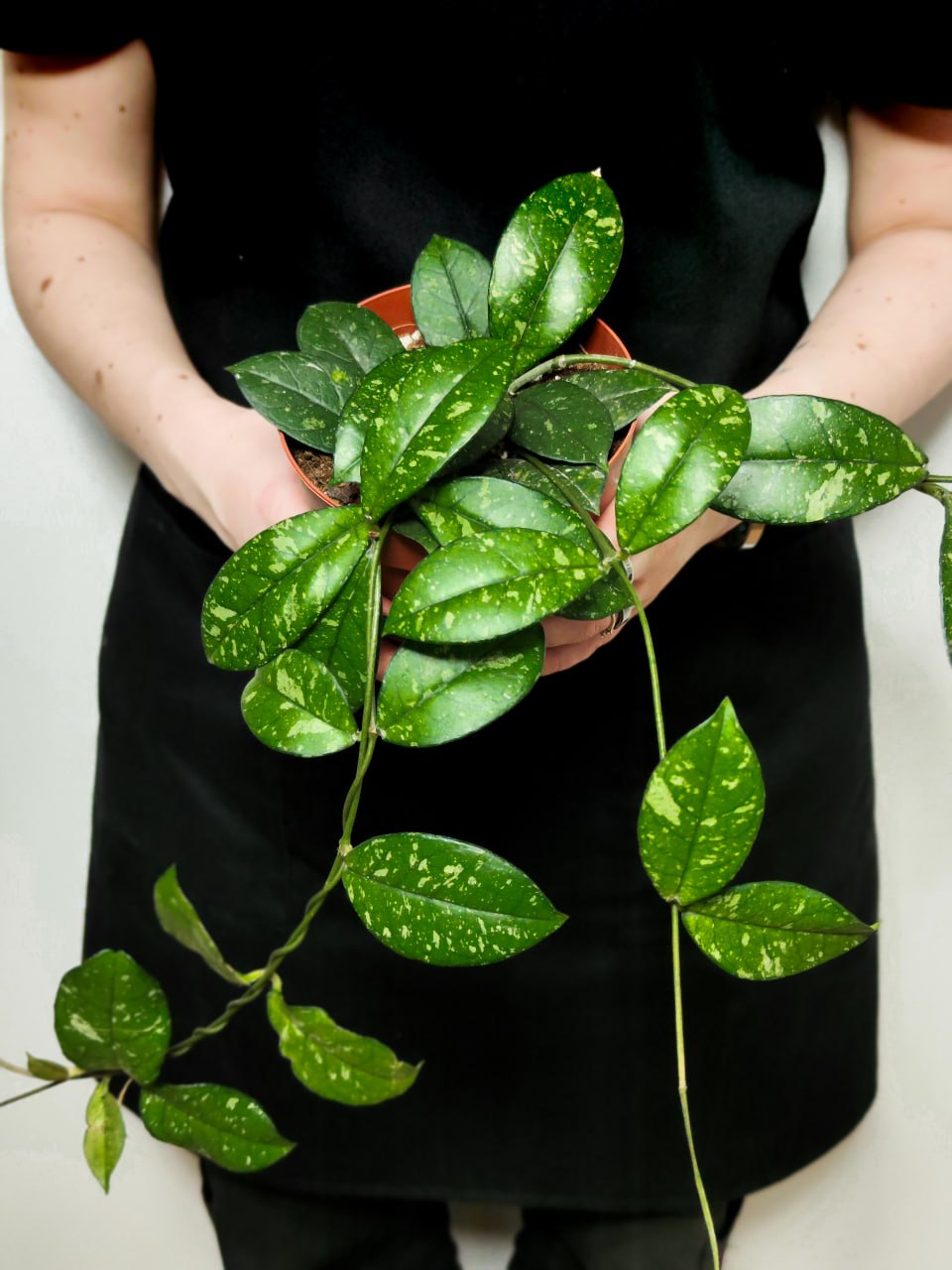 Хойя Крассиопетиолата Сплеш Раунд Лиф (Hoya Сrassipetiolata Splash Round Leaf) D12см