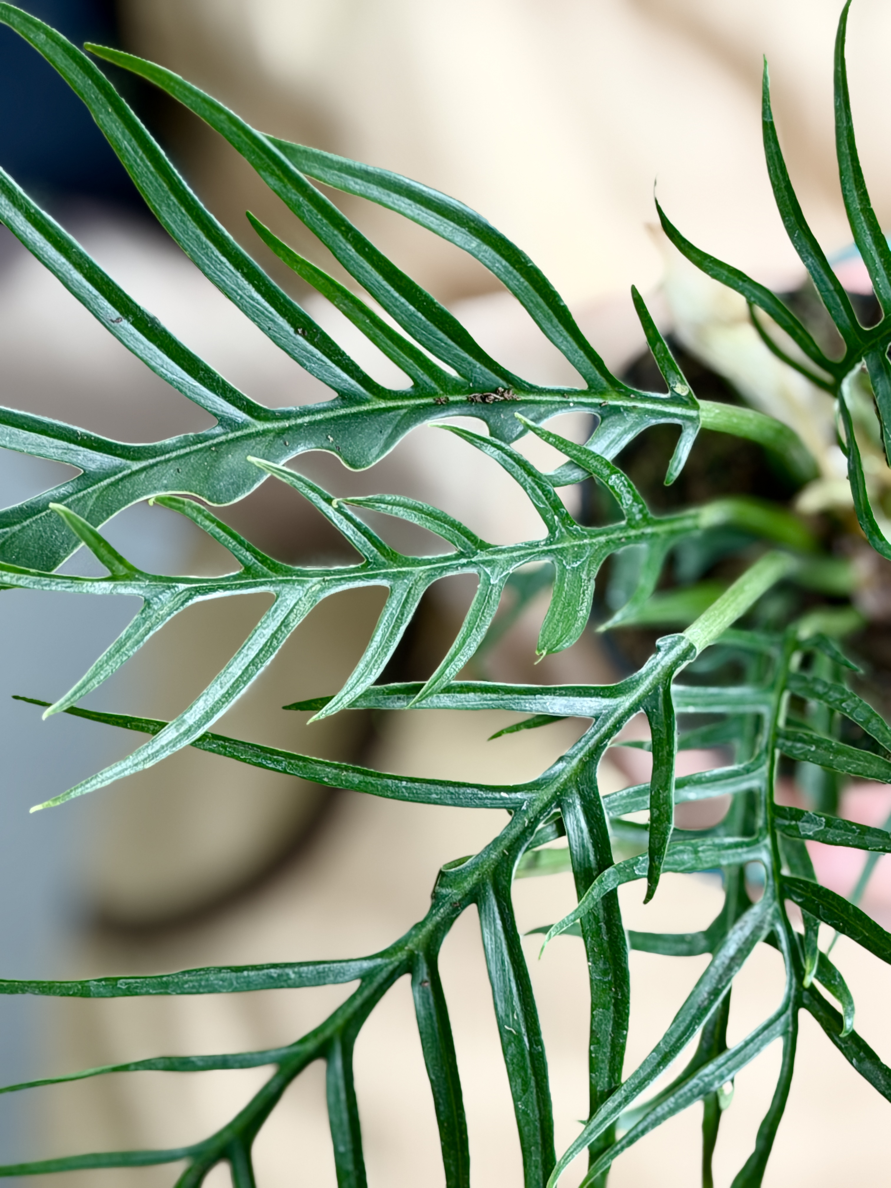 Филодендрон Элеганс Тортум (Philodendron Tortum) D11см