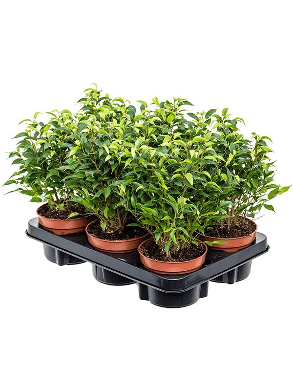 Фикус Бенджамина Наташа (Ficus Benjamina Natasja) D12см