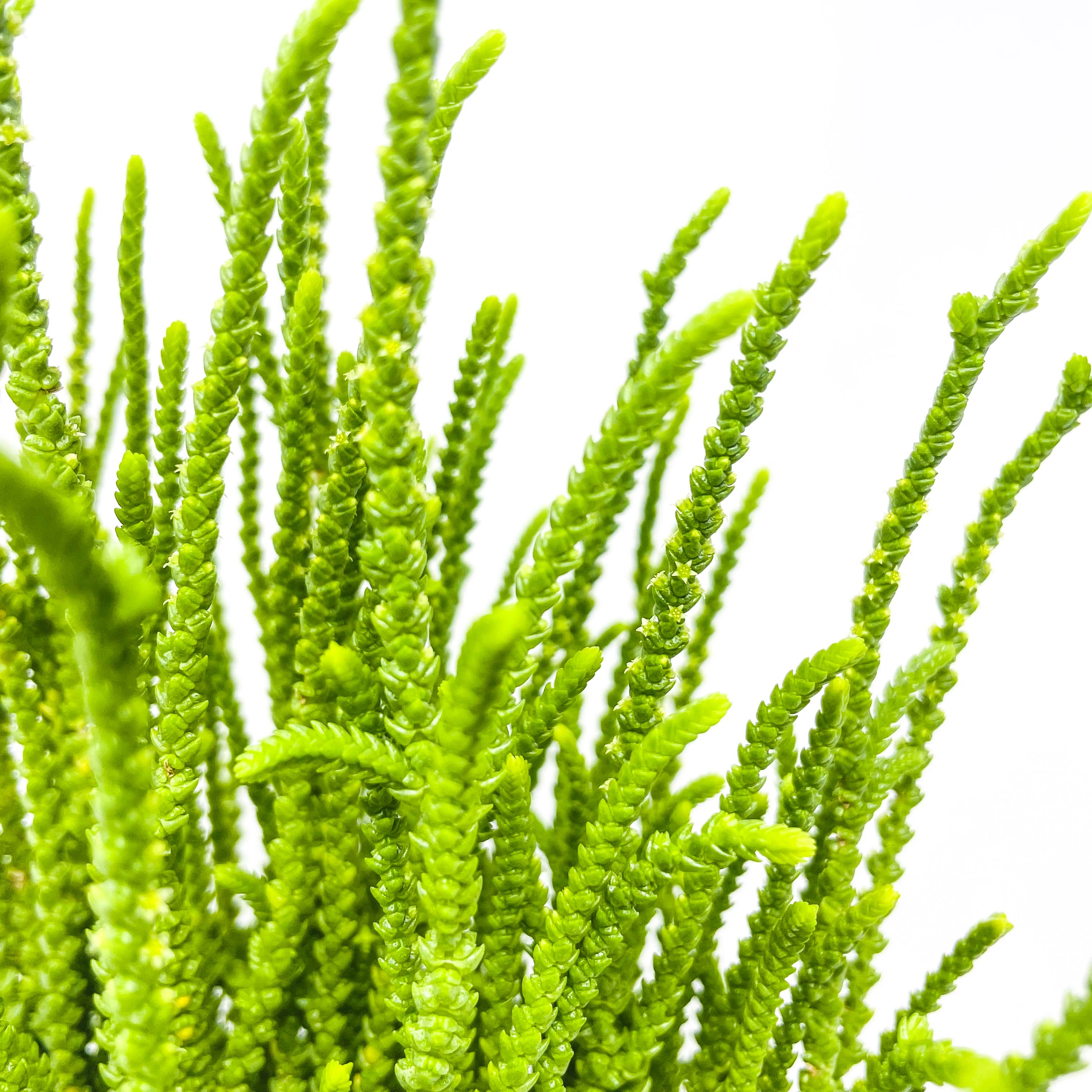 Крассула Плауновидная (Crassula lycopodioides) D5см