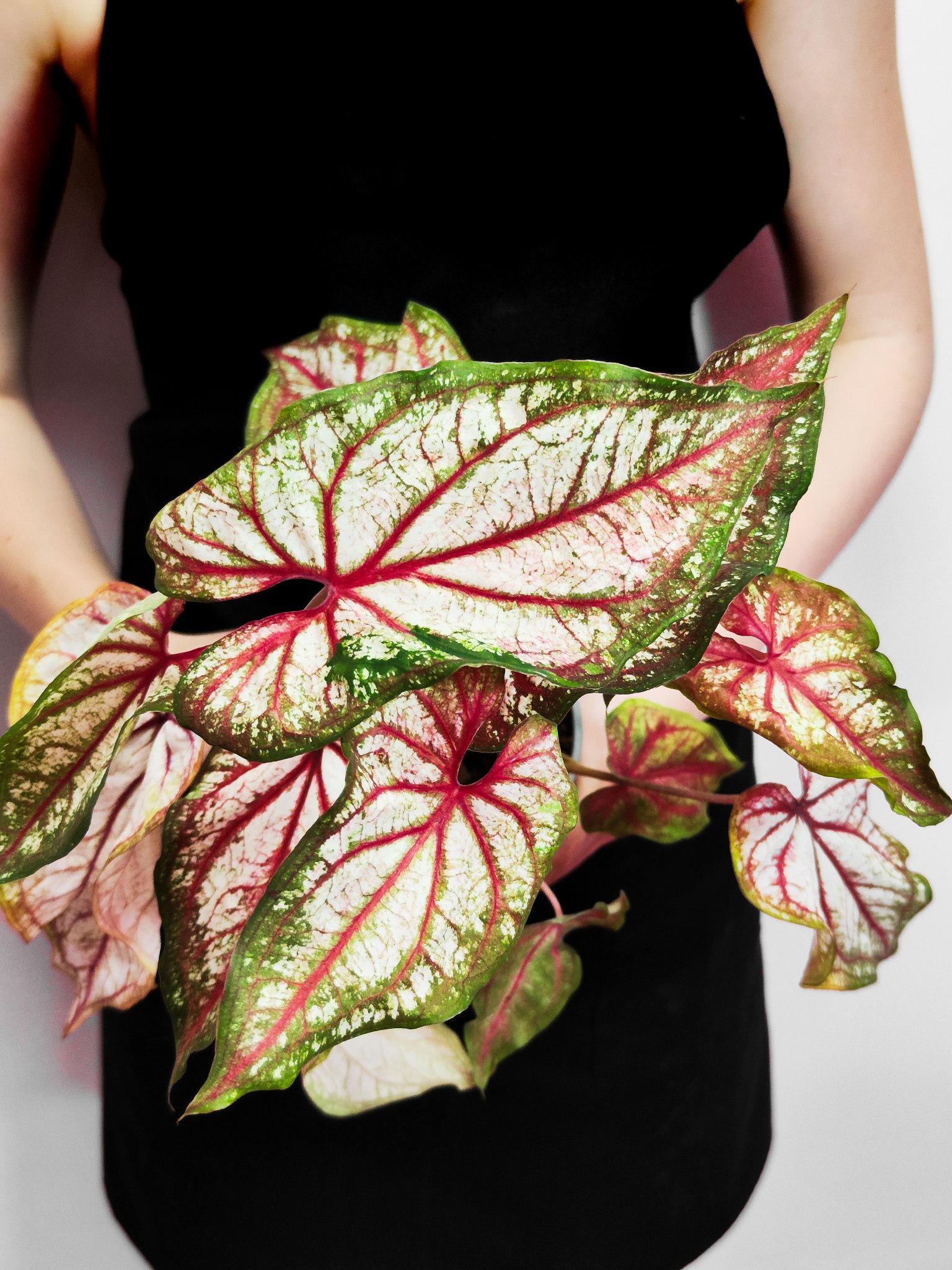 Каладиум Эксплоушн (Caladium Xplosion) D12см