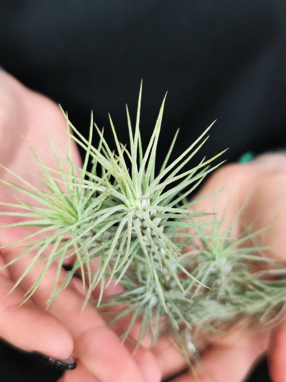 Тилландсия Фанкиана Груп (Tillandsia Funckiana Group)