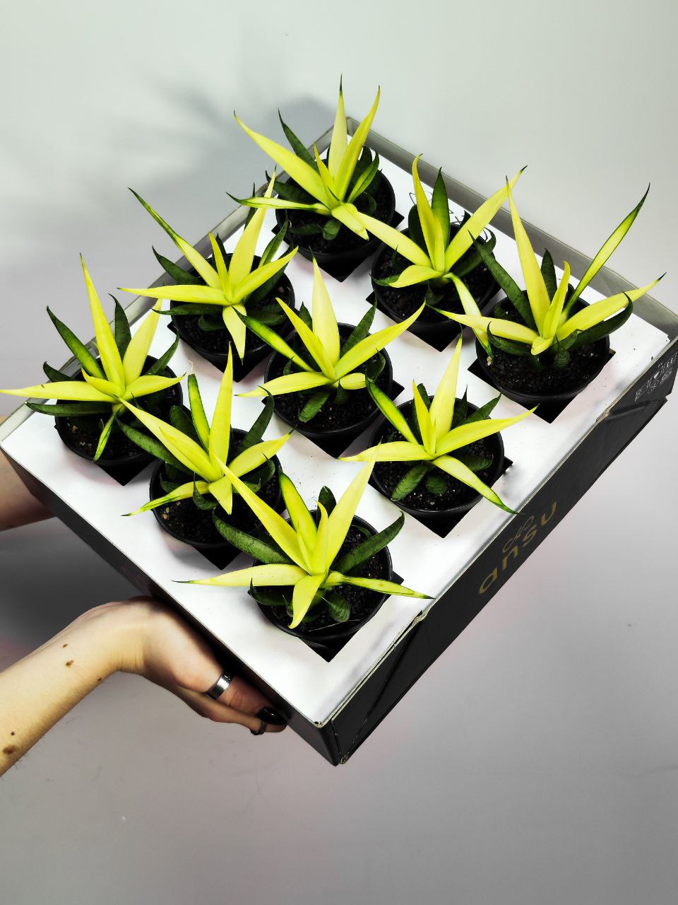 Сансевиерия Комет Кризанта Лемон (Sansevieria Comet Chrysanta Lemon) D7,5см