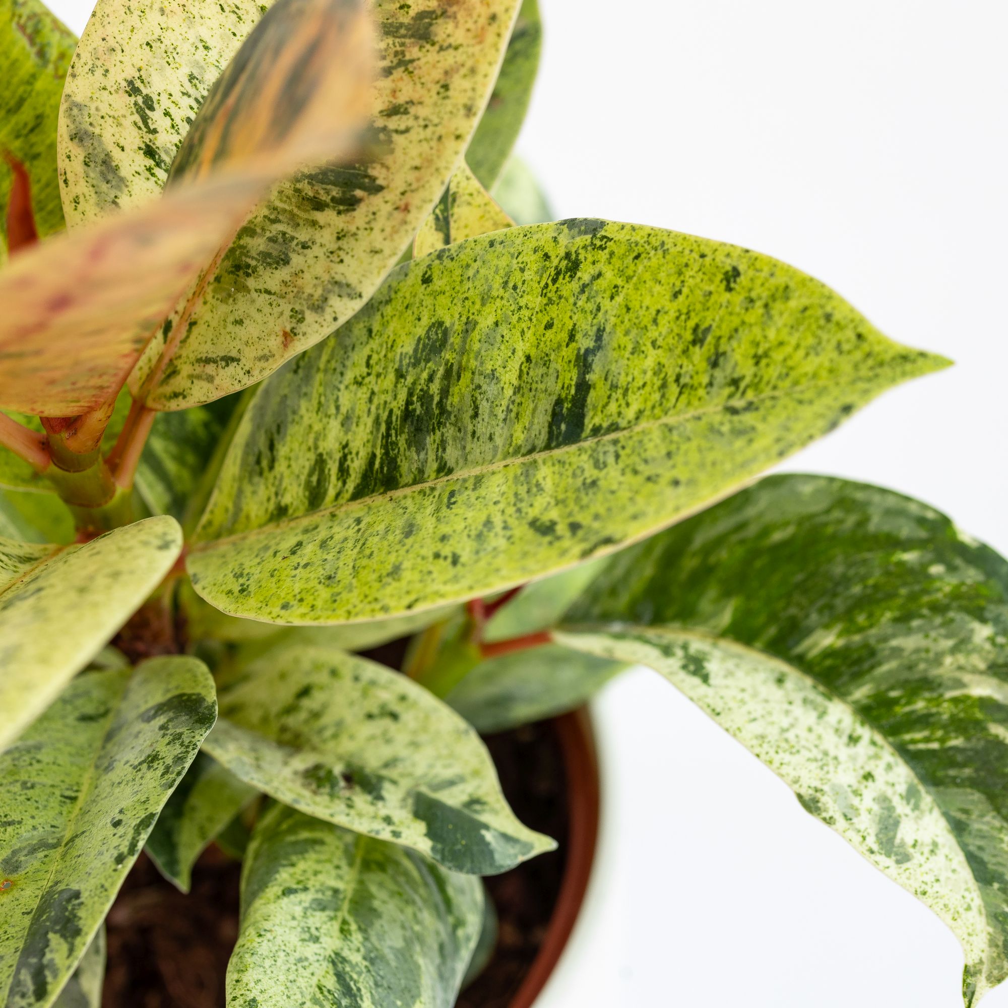 Фикус Вариегатный Эластика Шрайвериана (Ficus Elastica Shivereana) D10см