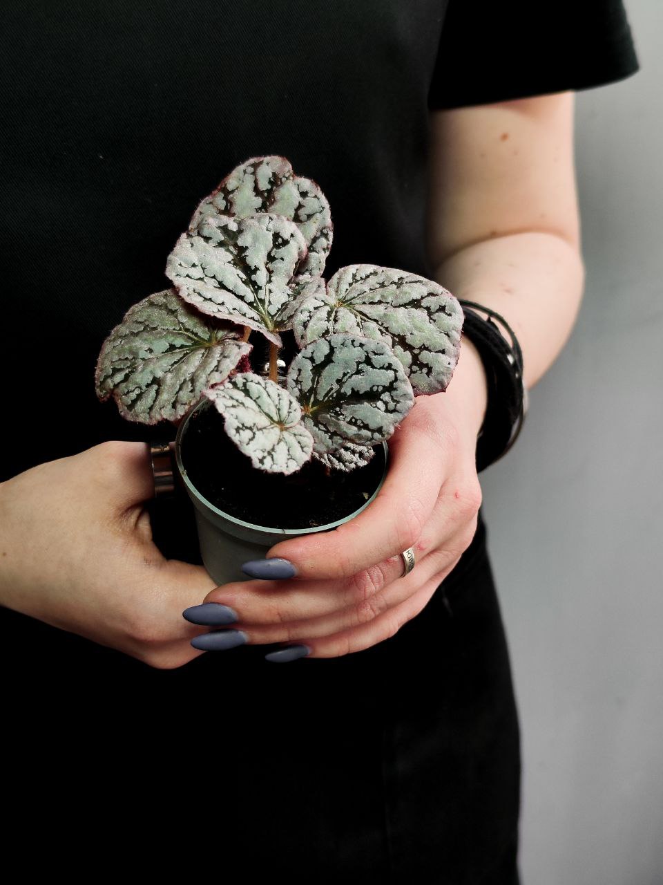 Бегония Рекс Чайо (Begonia Rex Chayo) D6см