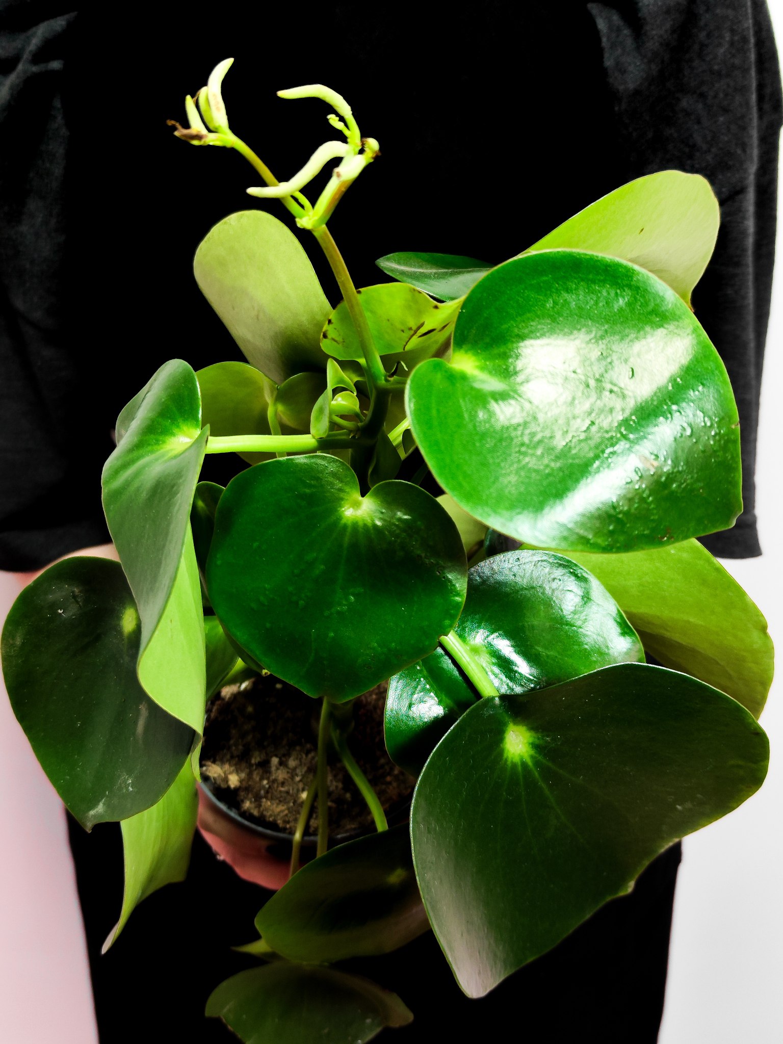 Пеперомия Рейндроп (Peperomia Polybotrya Raindrop) D12см