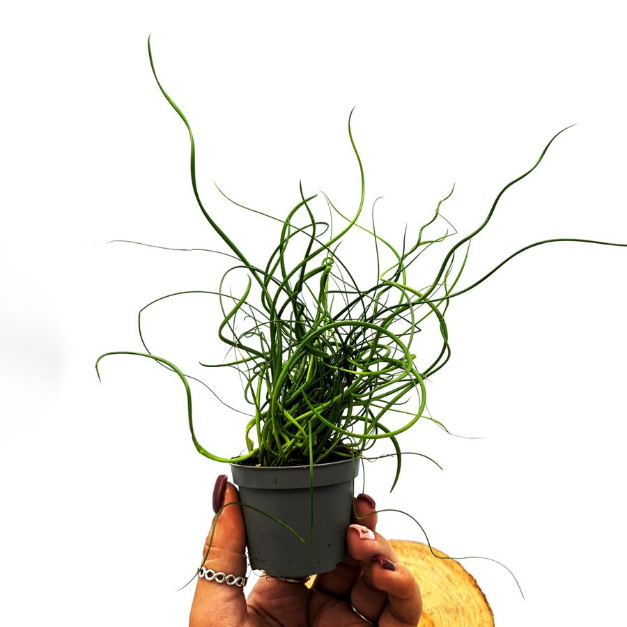 Джункус Спиралис, или Ситник (Juncus Spiralis) D6см