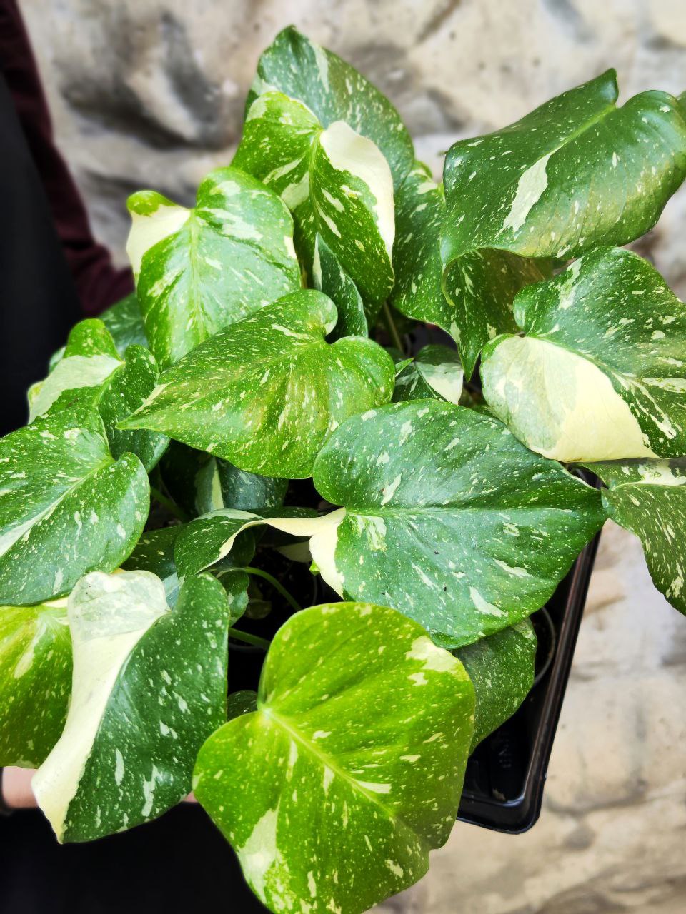 Монстера Деликатесная Тайское Созвездие (Monstera Thai Constellation) D6см