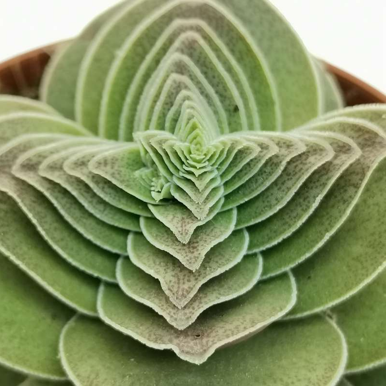 Крассула Капителла Туррита (Crassula Capitella Turrita) D5см