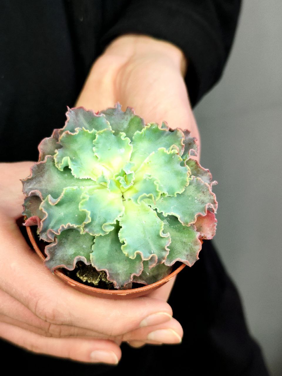 Эхеверия Шавиана Голубые Кудри (Echeveria Shaviana Blue Curls) D8,5см