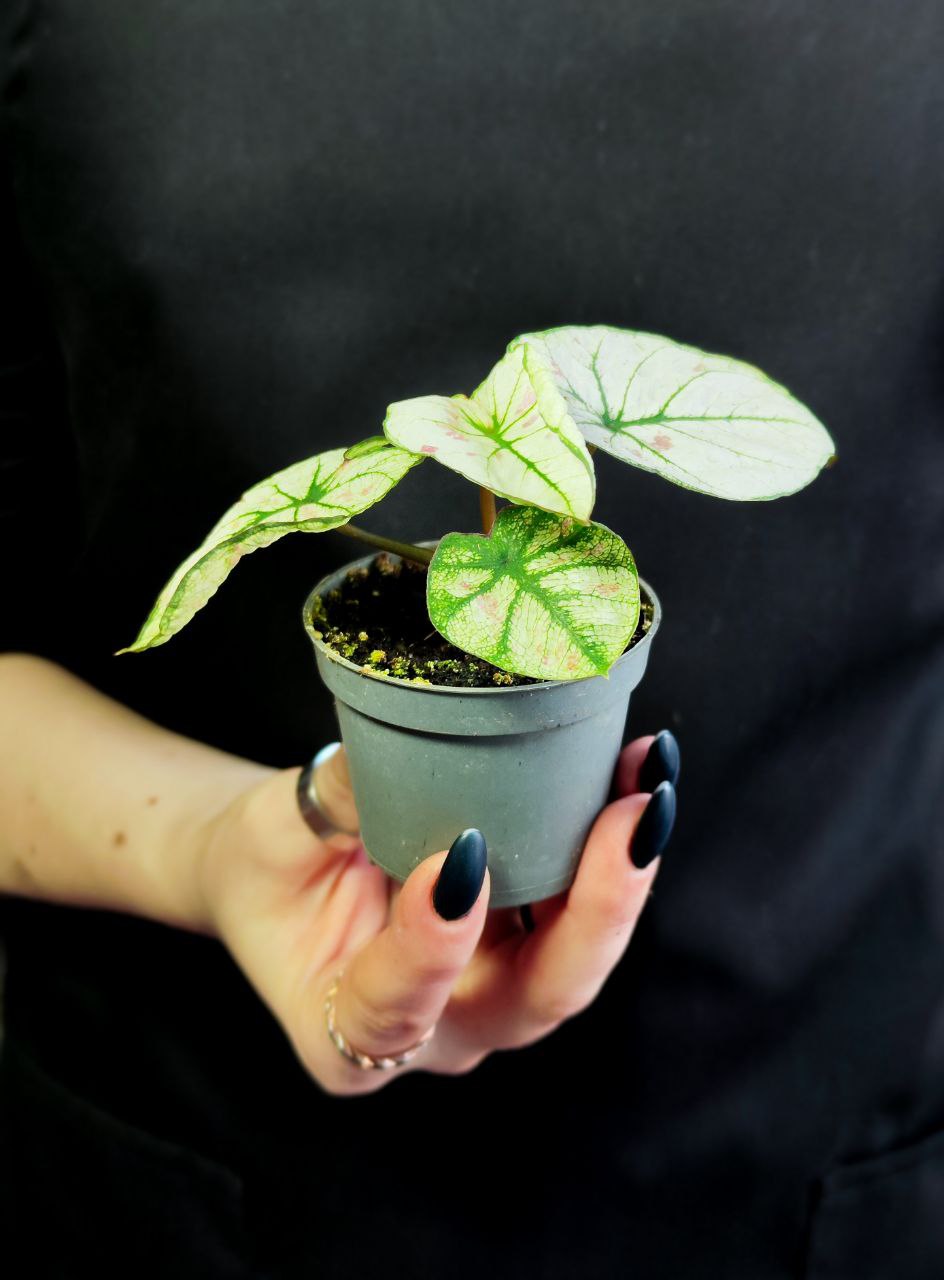 Каладиум Келли (Caladium Kelly) D6см