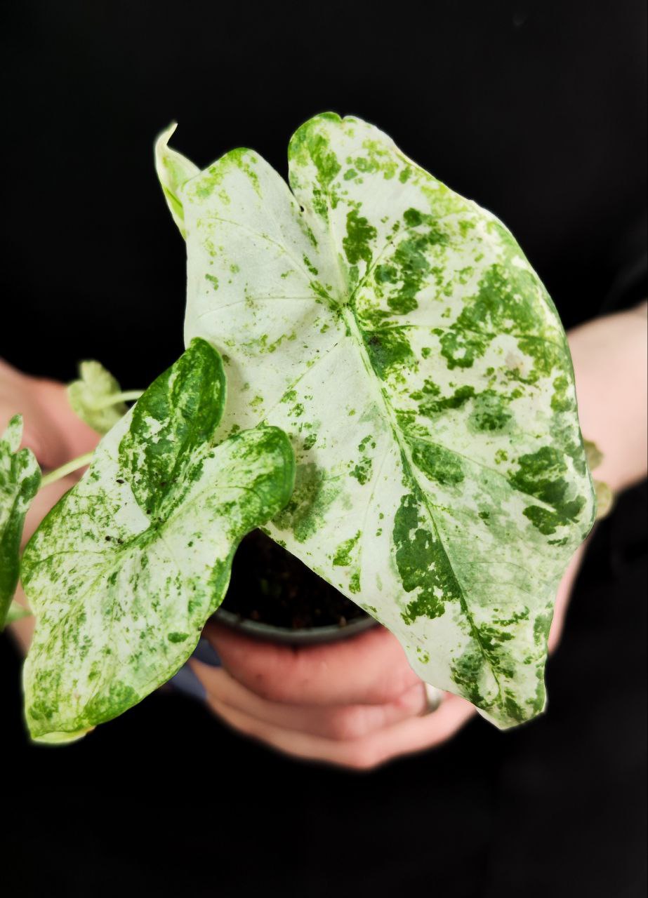 Алоказия Макрориза Камуфляж (Alocasia Macrorrhizos Camouflage) D6см