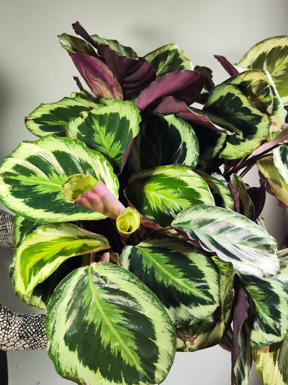 Калатея Марион Шайнстар (Calathea Marion Shinestar) D14см