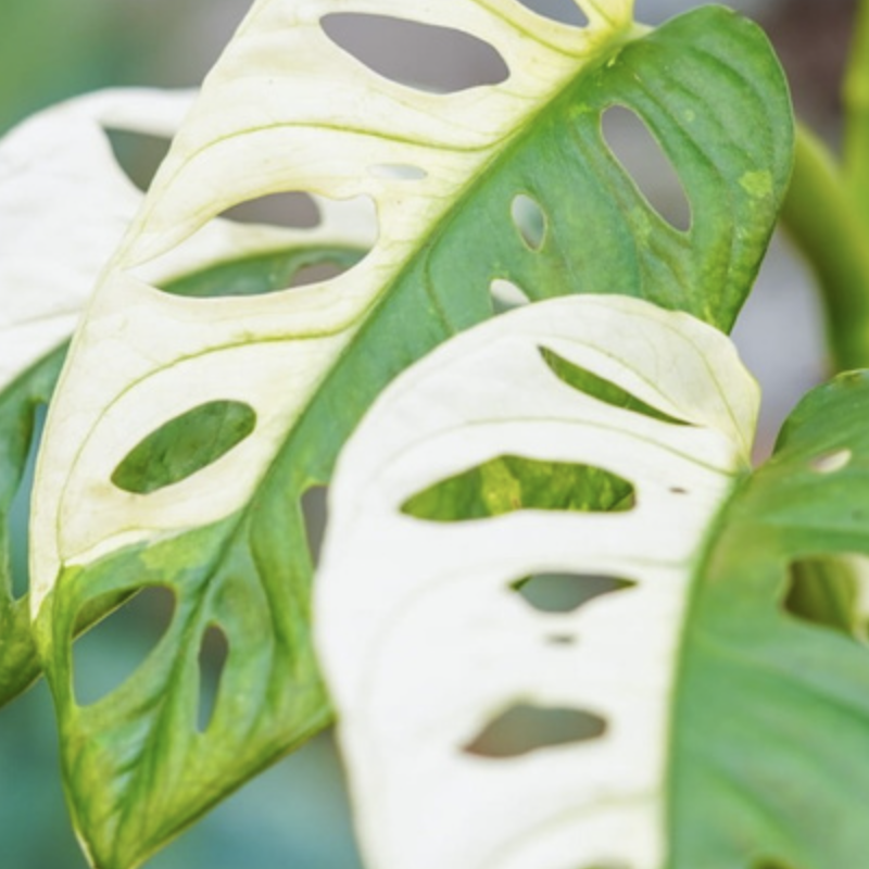 Монстера Адансона Вариегатная (Monstera Adansonii Variegata) D6см