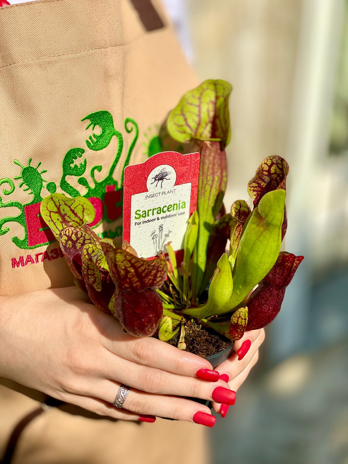 Саррацения Дракула (Sarracenia Dracula) D9см