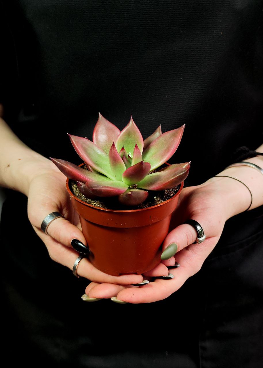 Эхеверия Марс Галакси (Echeveria Mars Galaxy) D8см