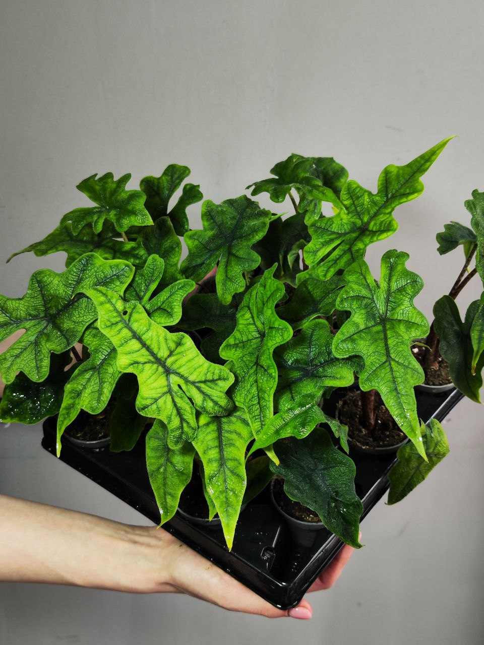 Алоказия Жаклин (Alocasia Jacklyn) D6см