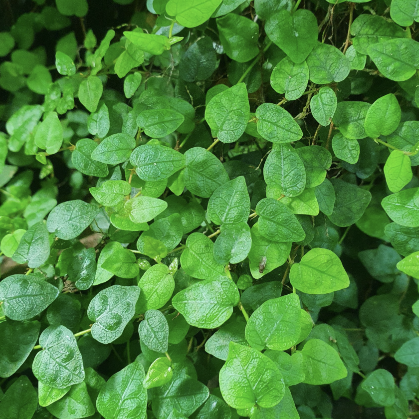 Фикус Пумила Минима (Ficus Pumila Minima) D6см
