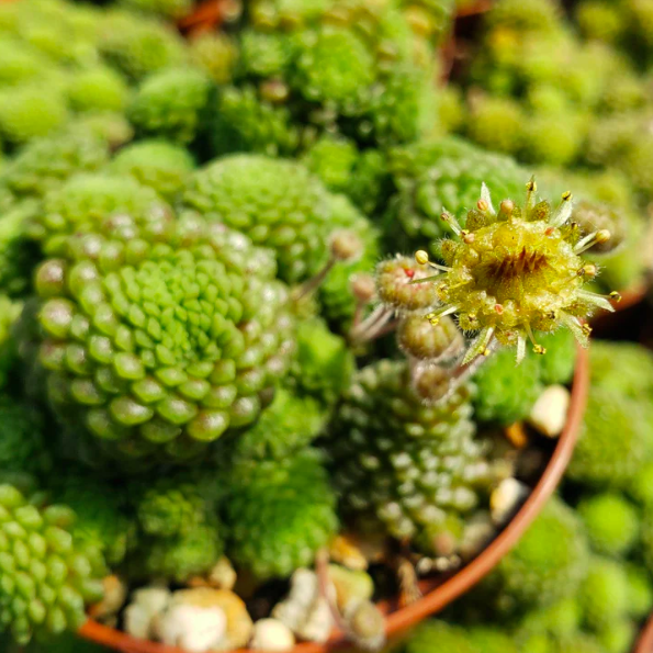 Монантес Полифилла (Monanthes Pollyphylla) D5см