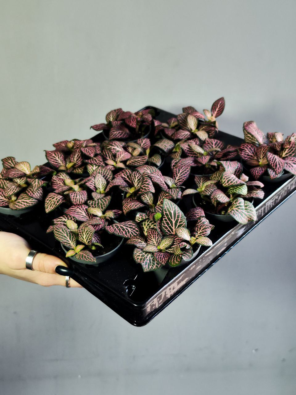Фиттония Красный Ангел (Fittonia Red Angel) D5см