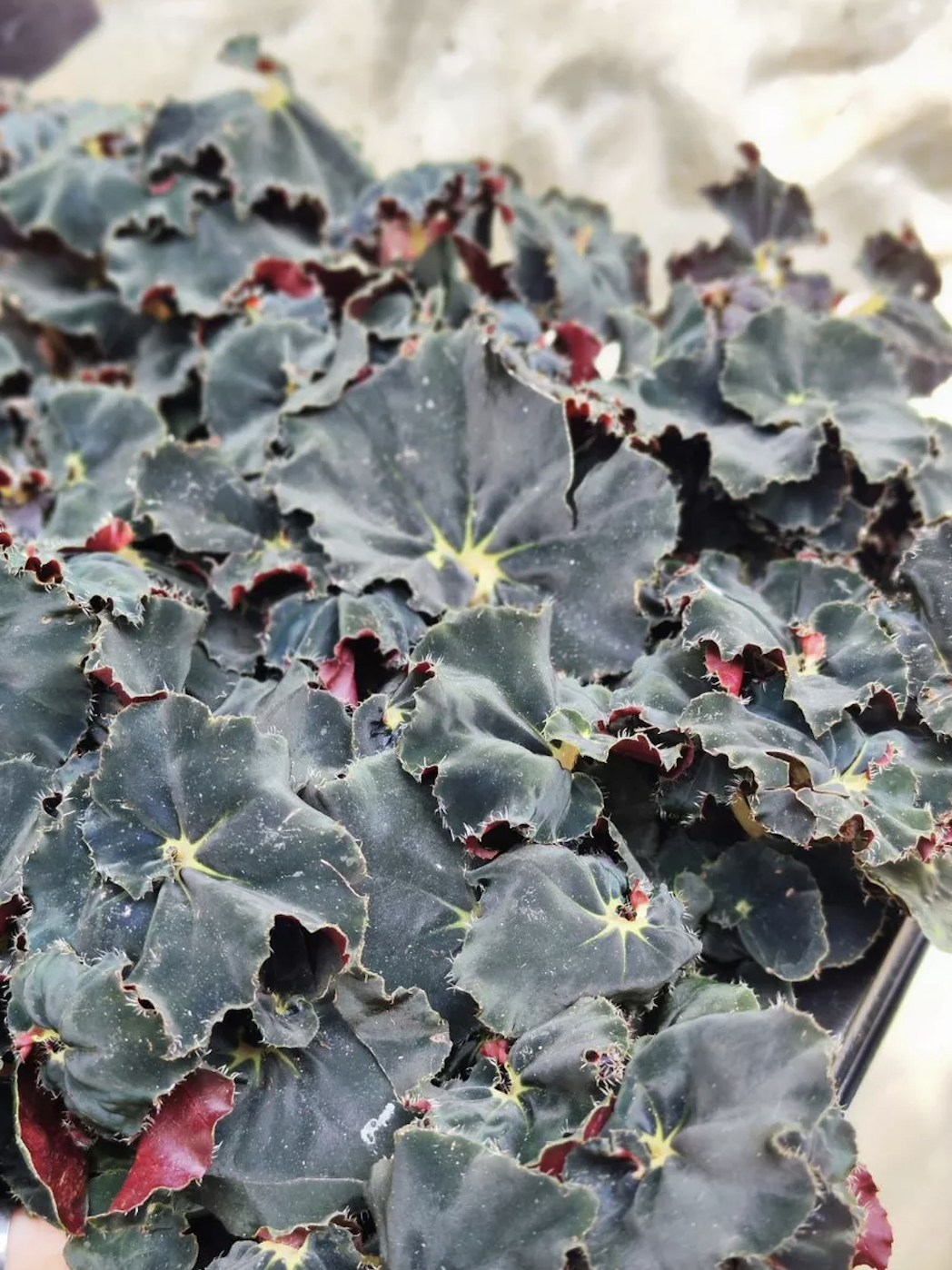 Бегония Черная Мамба (Begonia Rex Dark Mambo) D6см