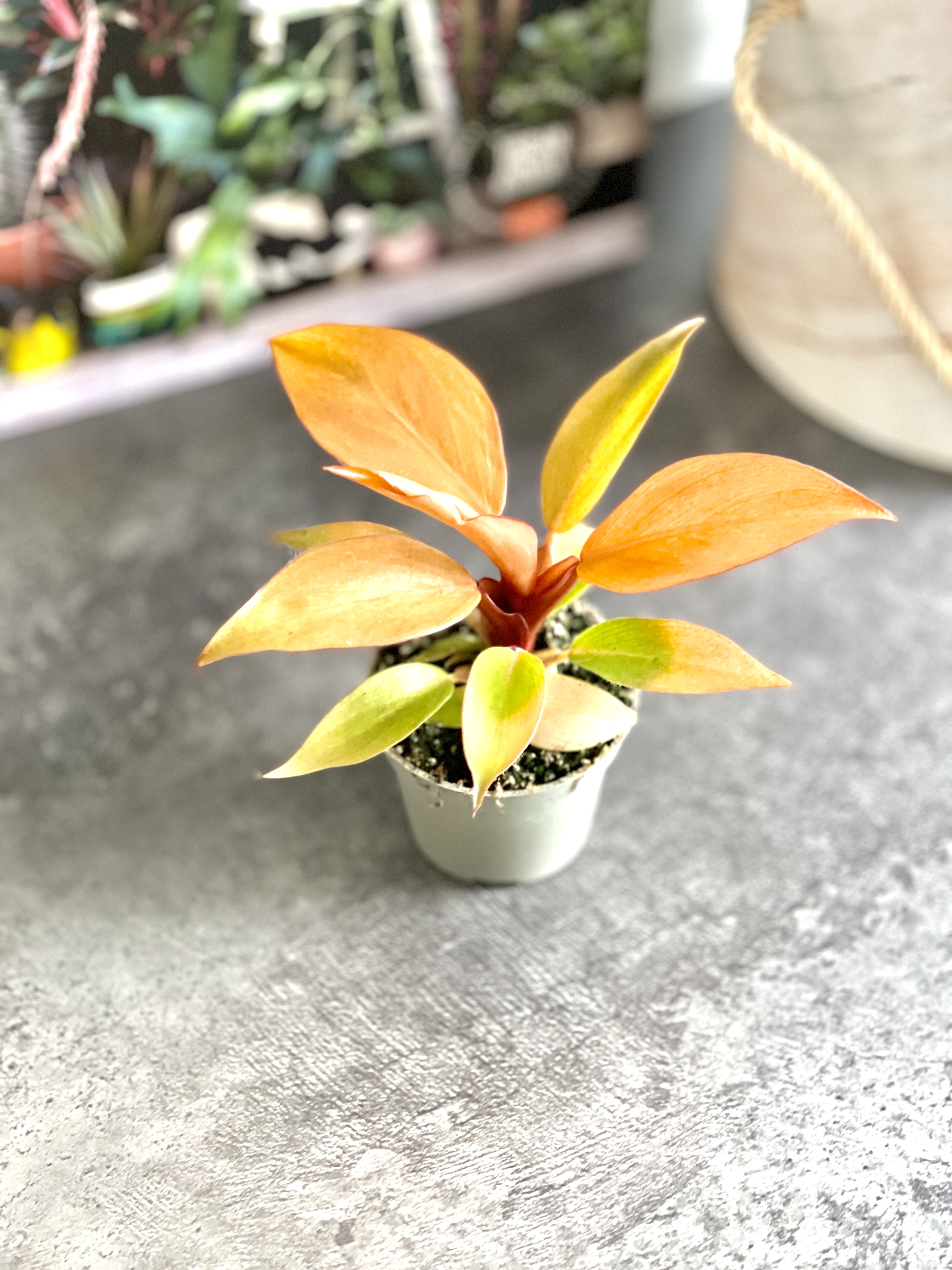 Филодендрон Принц Оранж (Philodendron Prince of Orange) D6см