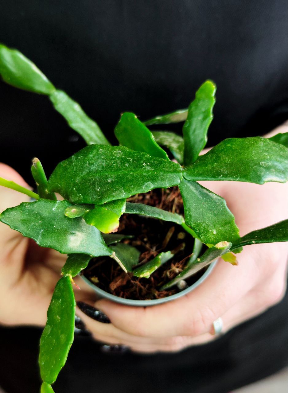 Рипсалис Криспата (Rhipsalis Crispata) D5см